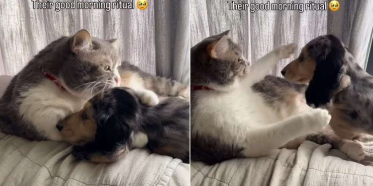 Dog Adorably Hugs Cat Sibling as Part of Morning Ritual