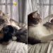 Dog Adorably Hugs Cat Sibling as Part of Morning Ritual