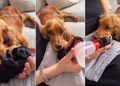 Dog Knows Her ‘Weak’ Baby Needs Mom’s Help, but Never Stops Watching Over Her