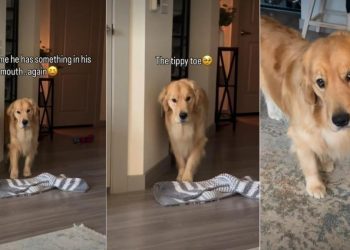 Golden Retriever Comes in on Tippy Toes To Reveal What’s in Mouth