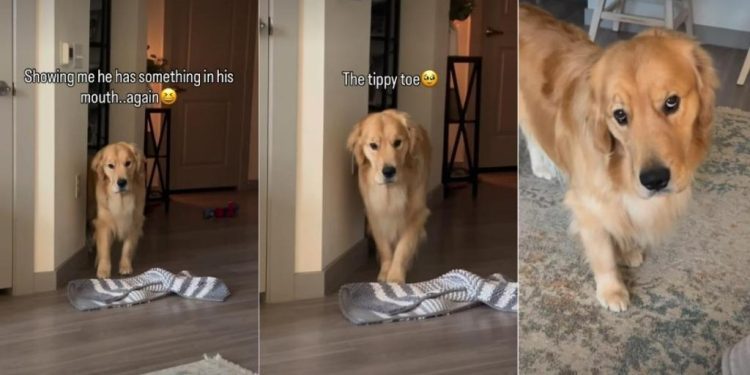 Golden Retriever Comes in on Tippy Toes To Reveal What’s in Mouth