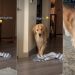 Golden Retriever Comes in on Tippy Toes To Reveal What’s in Mouth