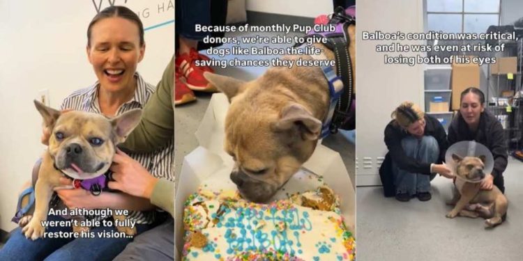 Rescue Dog Doesn’t Get His Vision Back but Finds Home Where He’s Loved as He Is