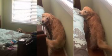 Senior Golden Retriever Will Never Stop Needing Mom’s Comfort When Life Gets Scary