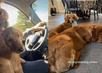 Golden Retriever & Dachshund Nail ‘Big Dog Small Dog Combo’