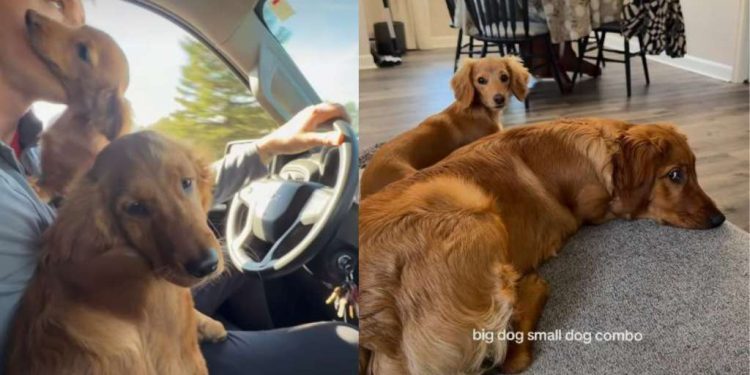 Golden Retriever & Dachshund Nail ‘Big Dog Small Dog Combo’