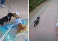 Dog Has Sweetest Reaction Reuniting With Furry Best Friend