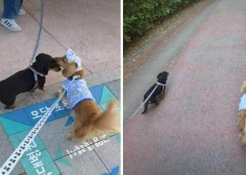 Dog Has Sweetest Reaction Reuniting With Furry Best Friend