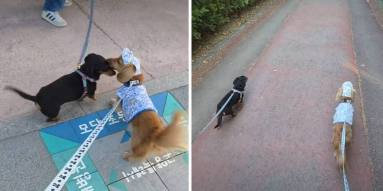 Dog Has Sweetest Reaction Reuniting With Furry Best Friend