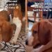 Rescue Dog Freed From Cage Learns Joy of Playing With a Ball for First Time
