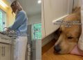 Golden Retriever Acts as Mom’s ‘Foot Warmer’ in the Kitchen
