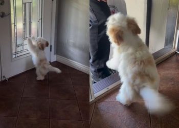 Puppy Can’t Be Still as He’s Super Excited To Welcome Dad Home