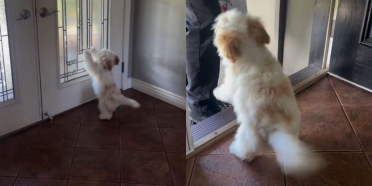 Puppy Can’t Be Still as He’s Super Excited To Welcome Dad Home