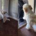 Puppy Can’t Be Still as He’s Super Excited To Welcome Dad Home