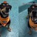 Shelter Dog’s Adoption Meeting Fails When Nobody Comes but He Still Keeps Smiling