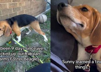 Rescue Dog Learning To Love Toys & Snuggles After Life in Cage Is Stuff of Fairytales