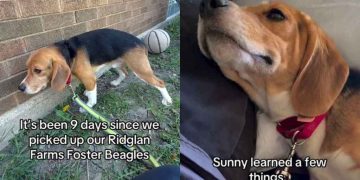 Rescue Dog Learning To Love Toys & Snuggles After Life in Cage Is Stuff of Fairytales