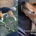 Rescue Dog Learning To Love Toys & Snuggles After Life in Cage Is Stuff of Fairytales