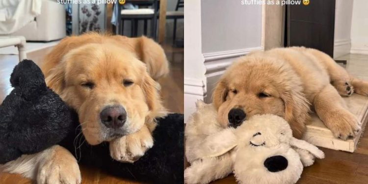 Owner Captures Dog’s Adorable Habit of Using Toys as Pillow
