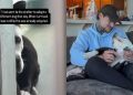 Rescue Dog Hides Behind Kennel Walls, Not Knowing Dad Is Coming To Save Her