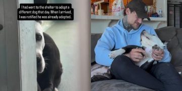 Rescue Dog Hides Behind Kennel Walls, Not Knowing Dad Is Coming To Save Her