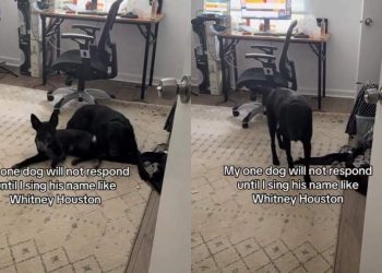 Dog Won’t Respond Until Mom ‘Sings His Name Like Whitney Houston’