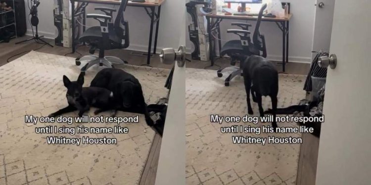Dog Won’t Respond Until Mom ‘Sings His Name Like Whitney Houston’