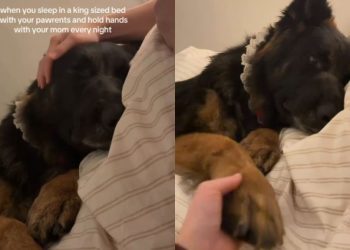 Dog Holds Mom’s Hand While Sleeping on Cozy Bed Every Night