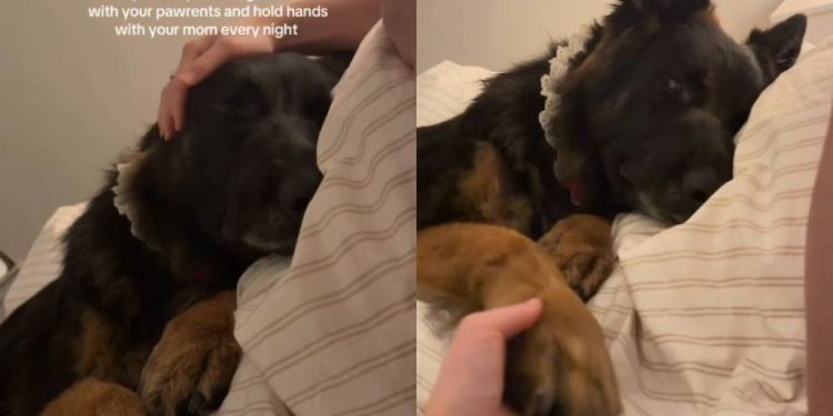 Dog Holds Mom’s Hand While Sleeping on Cozy Bed Every Night