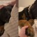 Dog Holds Mom’s Hand While Sleeping on Cozy Bed Every Night