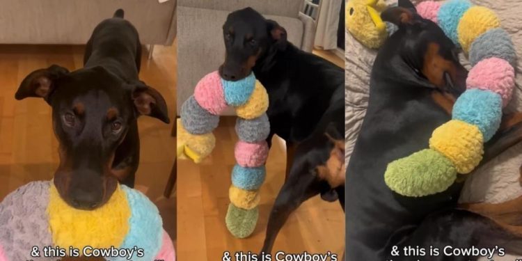 Doberman Has a BFF — and You Won’t Believe Who It Is