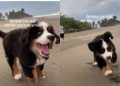 Dog Has Been Running the Same Way Since Puppy Days
