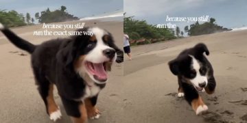 Dog Has Been Running the Same Way Since Puppy Days