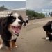 Dog Has Been Running the Same Way Since Puppy Days