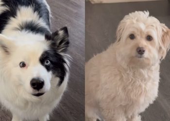 Dog Can’t Believe Her Furry Sister Would ‘Complain’ About Her to Owner