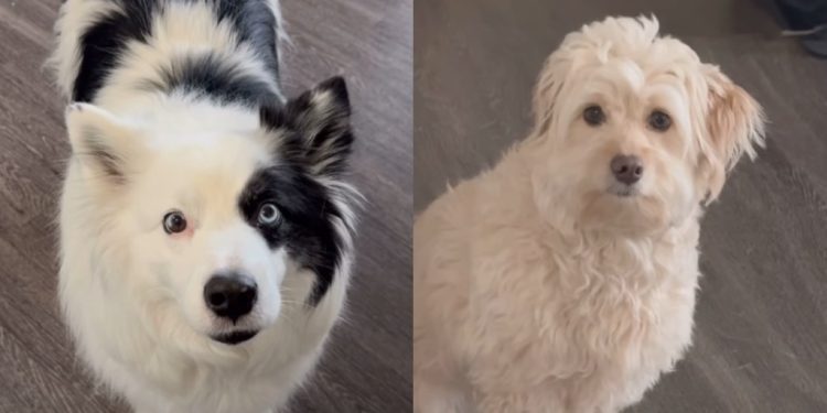 Dog Can’t Believe Her Furry Sister Would ‘Complain’ About Her to Owner