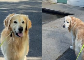 Dog Refuses To Leave After Remembering Swim Time From Two Years Ago