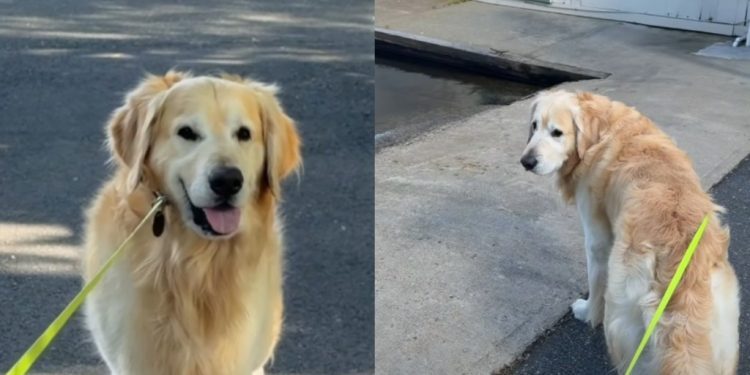 Dog Refuses To Leave After Remembering Swim Time From Two Years Ago