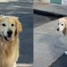 Dog Refuses To Leave After Remembering Swim Time From Two Years Ago