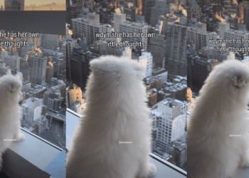 Puppy Stands by Glass Window With Thoughts, Looking Over City