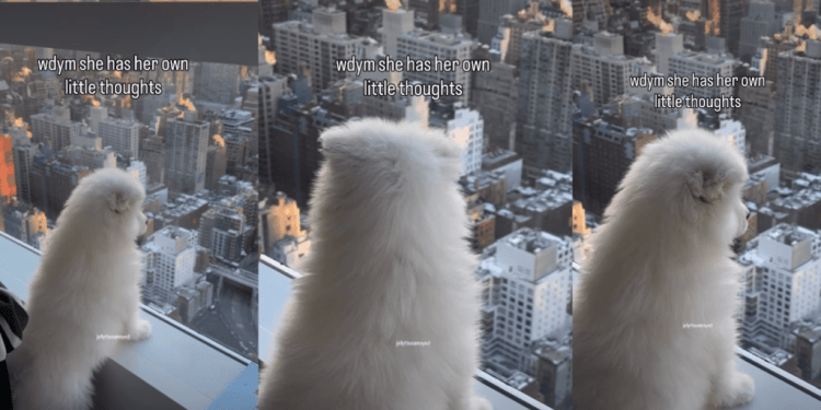 Puppy Stands by Glass Window With Thoughts, Looking Over City