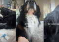 Dog Instantly Rushes To Support Mom After Seeing Her Being Sad