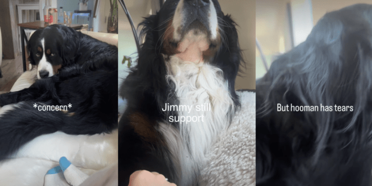Dog Instantly Rushes To Support Mom After Seeing Her Being Sad