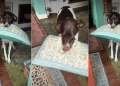 Dog Breaks Into Happy Wiggles While Greeting Owner With Pillow in Mouth