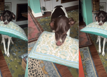 Dog Breaks Into Happy Wiggles While Greeting Owner With Pillow in Mouth
