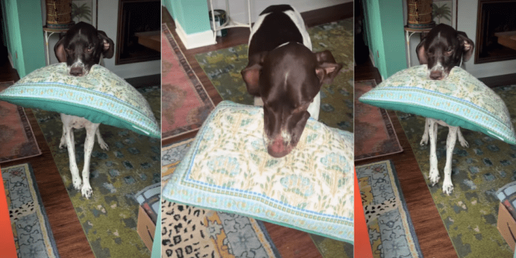 Dog Breaks Into Happy Wiggles While Greeting Owner With Pillow in Mouth