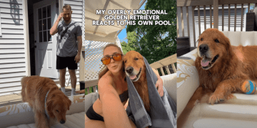 ‘Overly Emotional’ Golden Retriever’s Reaction to New Pool Goes Viral