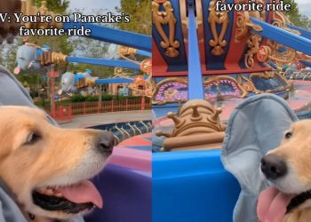 Golden Retriever Enjoys Favorite Amusement Park Ride