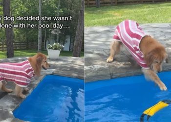 Golden Retriever Is Not Done With Pool Day as She Gets Back In