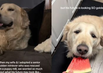 Senior Rescue Golden Retriever Gets the Life Mom Once Thought Was Out of Reach